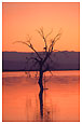 barren tree in Salton Sea
